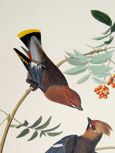 Audubon Abbeville Press Print for sale Plate 363 Bohemian Waxwing, detail