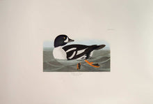 Load image into Gallery viewer, Audubon Abbeville Press Print for sale Pl 403 Golden-Eye Duck, full sheet