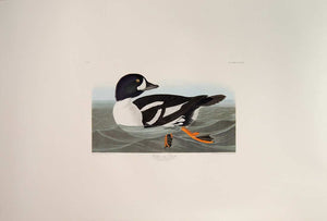 Audubon Abbeville Press Print for sale Pl 403 Golden-Eye Duck, full sheet