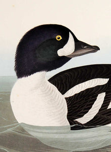 Audubon Abbeville Press Print for sale Pl 403 Golden-Eye Duck, detail