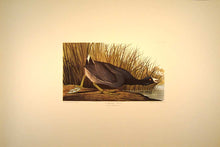 Load image into Gallery viewer, Audubon Amsterdam Print for sale Plate 239 American Coot, full sheet view
