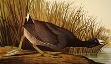 Load image into Gallery viewer, Audubon Amsterdam Print for sale Plate 239 American Coot, closer view