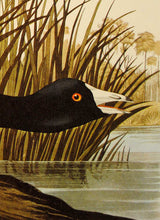 Load image into Gallery viewer, Audubon Amsterdam Print for sale Plate 239 American Coot, detail