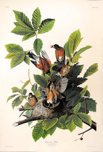 Load image into Gallery viewer, Audubon Amsterdam Print for sale Plate 131 American Robin, full sheet view