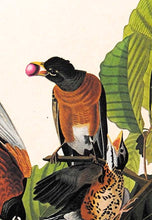 Load image into Gallery viewer, Audubon Amsterdam Print for sale Plate 131 American Robin, detail