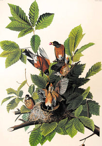 Audubon Amsterdam Print for sale Plate 131 American Robin, closer view