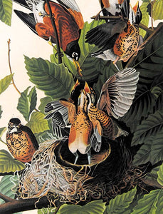 Audubon Amsterdam Print for sale Plate 131 American Robin, detail