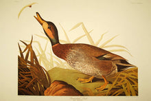 Load image into Gallery viewer, Audubon Amsterdam Print for sale Plate 338 Bimaculated Duck, full plate view