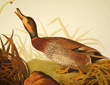 Load image into Gallery viewer, Audubon Amsterdam Print for sale Plate 338 Bimaculated Duck, closer view