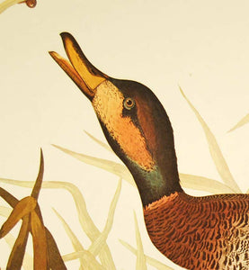 Audubon Amsterdam Print for sale Plate 338 Bimaculated Duck, detail