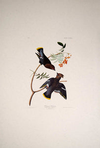 Audubon Amsterdam Print for sale Plate 363 Bohemian Waxwing, full sheet view