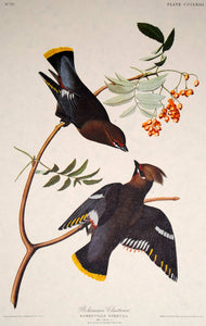 Audubon Amsterdam Print for sale Plate 363 Bohemian Waxwing, plate view