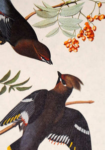 Audubon Amsterdam Print for sale Plate 363 Bohemian Waxwing, detail