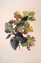 Load image into Gallery viewer, Audubon Amsterdam Print for sale Pl 107 Canada Jay, full sheet