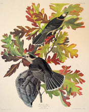 Load image into Gallery viewer, Audubon Amsterdam Print for sale Pl 107 Canada Jay, plate