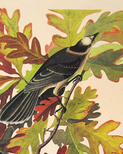 Audubon Amsterdam Print for sale Pl 107 Canada Jay, detail