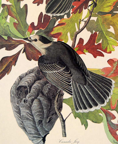 Audubon Amsterdam Print for sale Pl 107 Canada Jay, detail