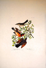 Load image into Gallery viewer, Audubon Amsterdam Print for sale Pl 369 Mountain Mockingbird &amp; Thrush, full sheet
