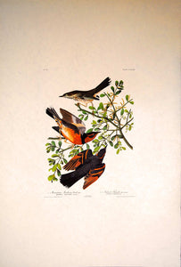 Audubon Amsterdam Print for sale Pl 369 Mountain Mockingbird & Thrush, full sheet