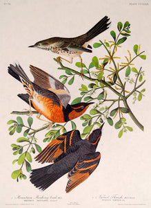 Audubon Amsterdam Print for sale Pl 369 Mountain Mockingbird & Thrush, plate