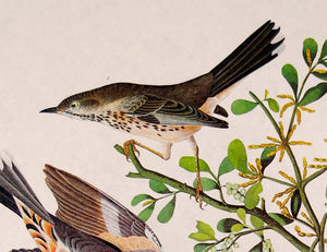 Audubon Amsterdam Print for sale Pl 369 Mountain Mockingbird & Thrush, detail