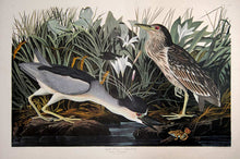 Load image into Gallery viewer, Audubon Amsterdam Print for sale Plate 236 Night Heron or Qua Bird, full sheet view