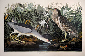 Audubon Amsterdam Print for sale Plate 236 Night Heron or Qua Bird, full sheet view