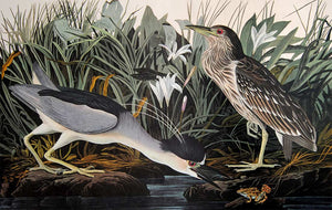 Audubon Amsterdam Print for sale Plate 236 Night Heron or Qua Bird, closer view