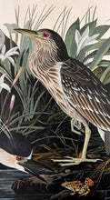 Load image into Gallery viewer, Audubon Amsterdam Print for sale Plate 236 Night Heron or Qua Bird, detail