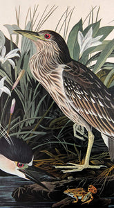 Audubon Amsterdam Print for sale Plate 236 Night Heron or Qua Bird, detail
