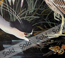 Load image into Gallery viewer, Audubon Amsterdam Prints for sale Pl 236 Night Heron, detail