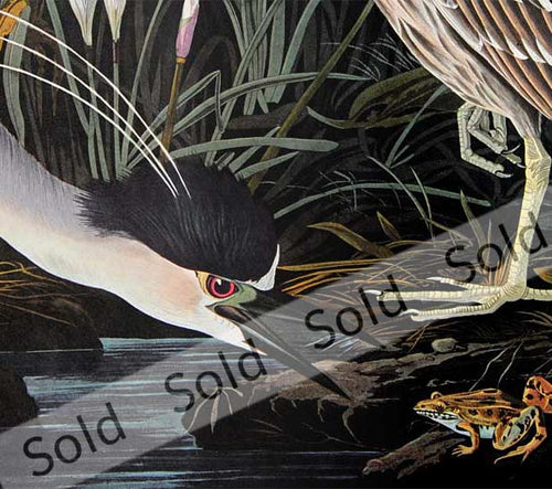 Audubon Amsterdam Prints for sale Pl 236 Night Heron, detail