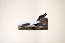 Load image into Gallery viewer, Audubon Amsterdam Print for sale Pl 284 Purple Sandpiper, full sheet