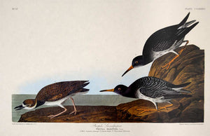 Audubon Amsterdam Print for sale Pl 284 Purple Sandpiper, plate