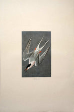 Load image into Gallery viewer, Audubon Amsterdam Print for sale Pl 240 Roseate Tern, full sheet
