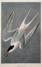 Load image into Gallery viewer, Audubon Amsterdam Print for sale Pl 240 Roseate Tern, plate