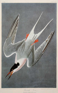 Audubon Amsterdam Print for sale Pl 240 Roseate Tern, plate