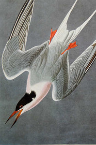 Audubon Amsterdam Print for sale Pl 240 Roseate Tern, detail