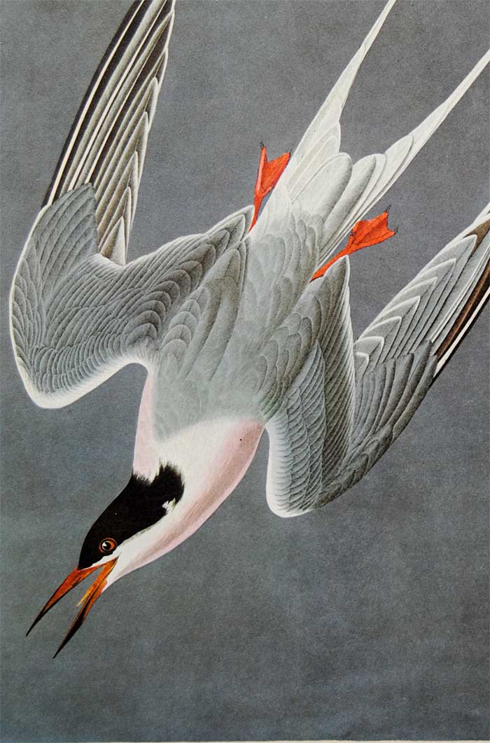Audubon Amsterdam Print for sale Pl 240 Roseate Tern, detail