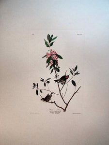 Audubon Amsterdam Print for sale Plate 195 Ruby Crowned Wren, full sheet view