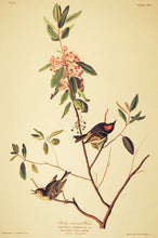 Load image into Gallery viewer, Audubon Amsterdam Print for sale Plate 195 Ruby Crowned Wren, plate view