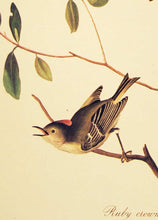 Load image into Gallery viewer, Audubon Amsterdam Print for sale Plate 195 Ruby Crowned Wren, detail