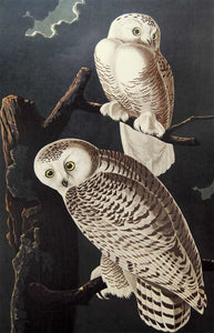 Audubon Amsterdam Print for sale Plate 121 Snowy Owl, closer view