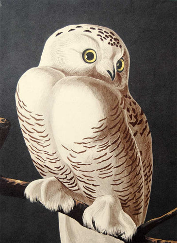 Audubon Amsterdam Print for sale Plate 121 Snowy Owl, detail