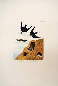 Audubon Amsterdam Print for sale Pl 385 Two Swallows, full sheet