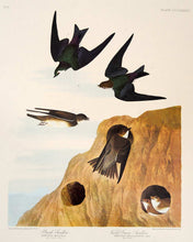 Load image into Gallery viewer, Audubon Amsterdam Print for sale Pl 385 Two Swallows, plate