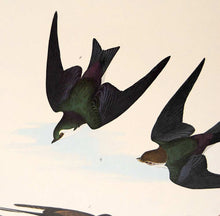 Load image into Gallery viewer, Audubon Amsterdam Print for sale Pl 385 Two Swallows, detail