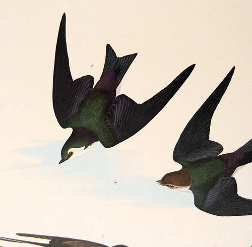 Audubon Amsterdam Print for sale Pl 385 Two Swallows, detail