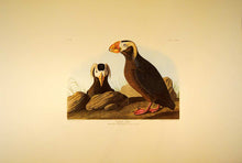 Load image into Gallery viewer, Audubon Amsterdam Print for sale Plate 249 Tufted Auk, full sheet view