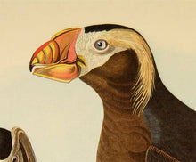 Load image into Gallery viewer, Audubon Amsterdam Print for sale Plate 249 Tufted Auk, detail